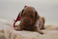 Miny, a female Poodle - Miniature  for sale in Creston, OH – 1 of 10