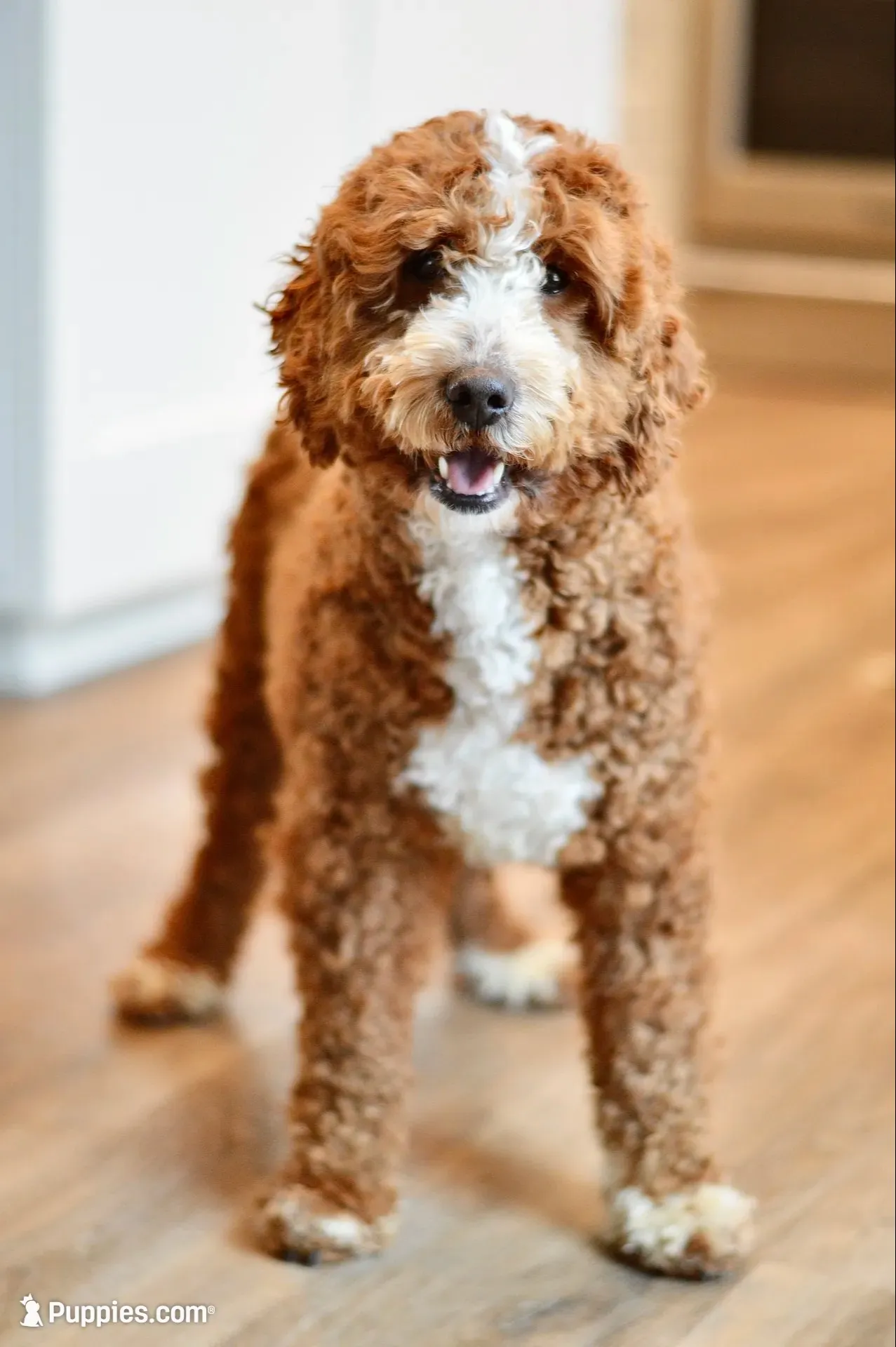 October, a male Miniature Goldendoodle for sale in Creston, OH – 10 of 10
