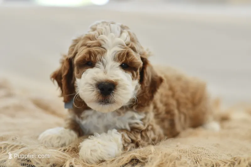 September – Miniature Goldendoodle puppy for sale in Creston, OH