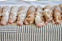 November, a male Miniature Goldendoodle for sale in Creston, OH – 10 of 10