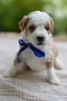 April, a male Miniature Goldendoodle for sale in Creston, OH – 5 of 8