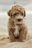 November, a male Miniature Goldendoodle for sale in Creston, OH – 6 of 9