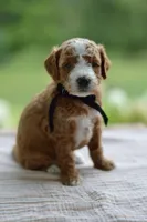 May, a male Miniature Goldendoodle for sale in Creston, OH – 1 of 9