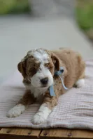 September, a male Miniature Goldendoodle for sale in Creston, OH – 6 of 8
