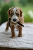 May, a male Miniature Goldendoodle for sale in Creston, OH – 8 of 9