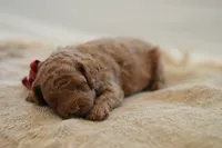 Miny, a female Poodle - Miniature  for sale in Creston, OH – 8 of 10