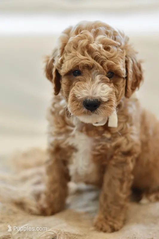 November – Miniature Goldendoodle puppy for sale in Creston, OH