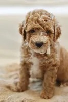 November, a male Miniature Goldendoodle for sale in Creston, OH – 1 of 9