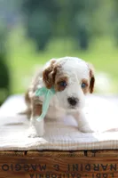 December, a male Miniature Goldendoodle for sale in Creston, OH – 3 of 10