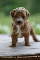 November, a male Miniature Goldendoodle for sale in Creston, OH – 4 of 10
