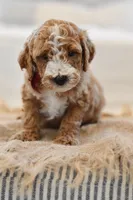 July, a male Miniature Goldendoodle for sale in Creston, OH – 4 of 6