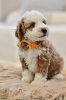August, a male Miniature Goldendoodle for sale in Creston, OH – 7 of 9
