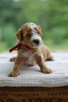 July, a male Miniature Goldendoodle for sale in Creston, OH – 9 of 10
