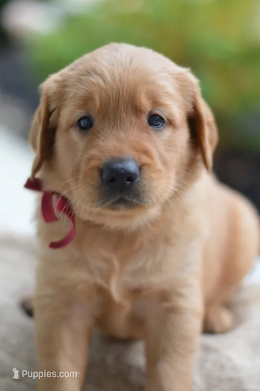 Red Collar  – Golden Retriever puppy for sale in Creston, OH