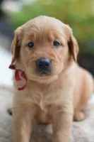 Red Collar , a male Golden Retriever for sale in Creston, OH – 1 of 10