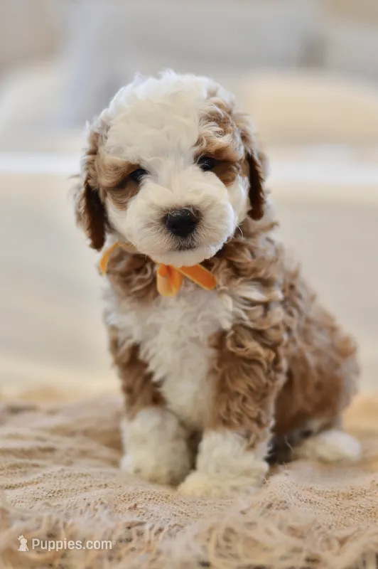 August – Miniature Goldendoodle puppy for sale in Creston, OH