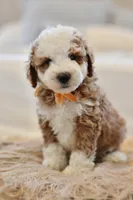 August, a male Miniature Goldendoodle for sale in Creston, OH – 1 of 9