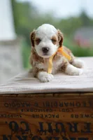 August, a male Miniature Goldendoodle for sale in Creston, OH – 2 of 8