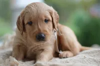 Gray Collar, a male Golden Retriever for sale in Creston, OH – 7 of 9