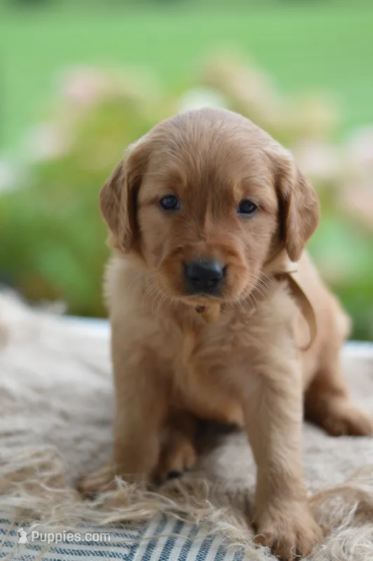 Brown Collar – Golden Retriever puppy for sale in Creston, OH