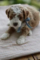 September, a male Miniature Goldendoodle for sale in Creston, OH – 4 of 8