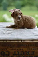January, a female Miniature Goldendoodle for sale in Creston, OH – 2 of 5