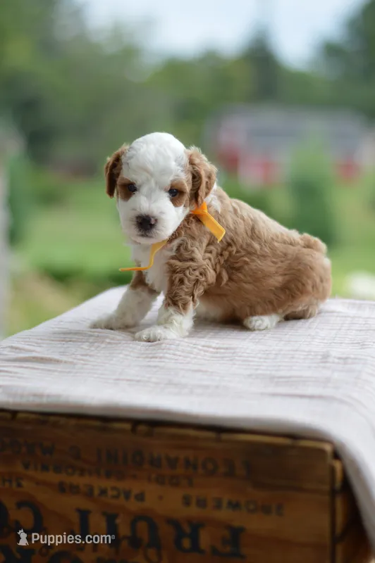 August – Miniature Goldendoodle puppy for sale in Creston, OH