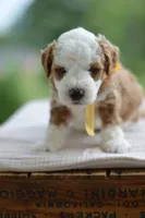 August, a male Miniature Goldendoodle for sale in Creston, OH – 5 of 8