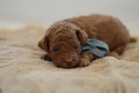 Eeny, a male Poodle - Miniature  for sale in Creston, OH – 4 of 8