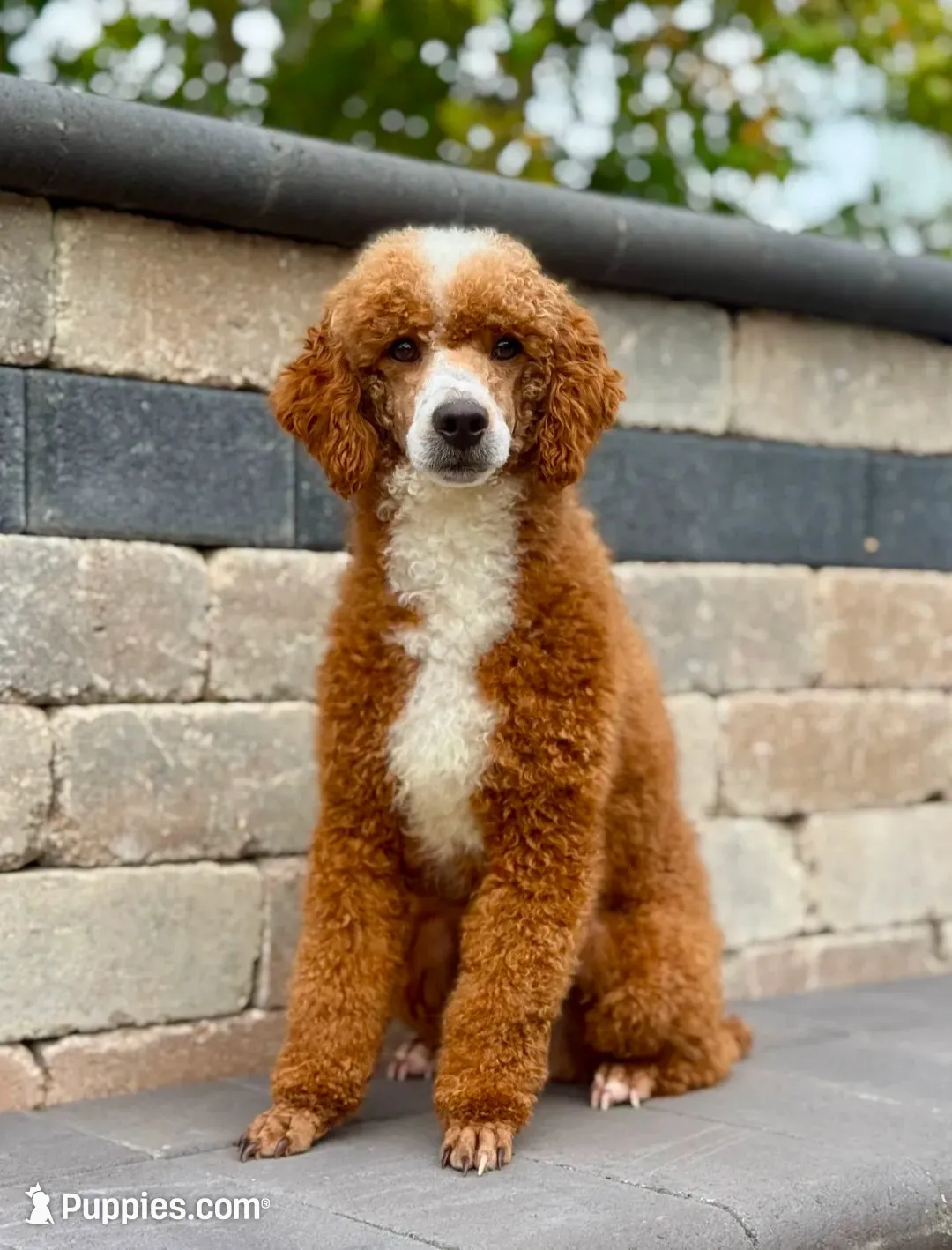 October, a male Miniature Goldendoodle for sale in Creston, OH – 8 of 10