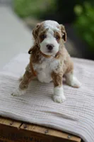 October, a male Miniature Goldendoodle for sale in Creston, OH – 4 of 10
