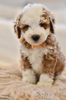 August, a male Miniature Goldendoodle for sale in Creston, OH – 6 of 9