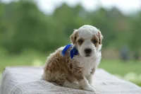 April, a male Miniature Goldendoodle for sale in Creston, OH – 3 of 8