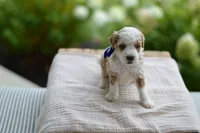 April, a male Miniature Goldendoodle for sale in Creston, OH – 6 of 8