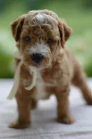 November, a male Miniature Goldendoodle for sale in Creston, OH – 2 of 10