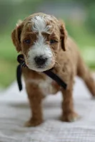 May, a male Miniature Goldendoodle for sale in Creston, OH – 3 of 9