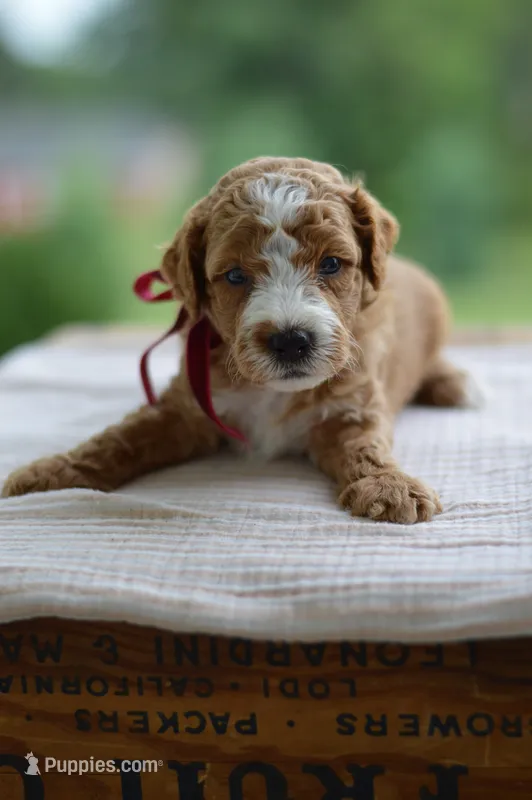 July – Miniature Goldendoodle puppy for sale in Creston, OH