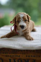 July, a male Miniature Goldendoodle for sale in Creston, OH – 1 of 10