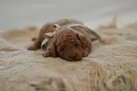 Meeny, a female Poodle - Miniature  for sale in Creston, OH – 8 of 9