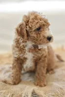 November, a male Miniature Goldendoodle for sale in Creston, OH – 3 of 9