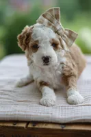 February, a female Miniature Goldendoodle for sale in Creston, OH – 2 of 9