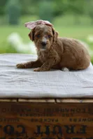 January, a female Miniature Goldendoodle for sale in Creston, OH – 4 of 5