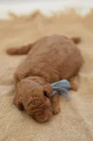 Eeny, a male Poodle - Miniature  for sale in Creston, OH – 5 of 8
