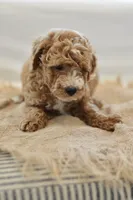November, a male Miniature Goldendoodle for sale in Creston, OH – 9 of 9