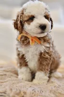 August, a male Miniature Goldendoodle for sale in Creston, OH – 2 of 9
