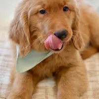 Moe, a male Golden Retriever for sale in Creston, OH – Photo 2 of 10