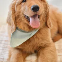 Moe, a male Golden Retriever for sale in Creston, OH – Photo 4 of 10