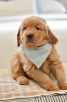 Moe, a male Golden Retriever for sale in Creston, OH – Photo 4 of 10