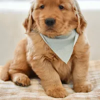 Moe, a male Golden Retriever for sale in Creston, OH – Photo 6 of 10