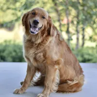 Moe, a male Golden Retriever for sale in Creston, OH – Photo 9 of 10